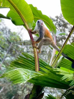 a monkey standing on top of a tree branch at Sueños de Amor! Hermoso y Acogedor lugar in Quepos