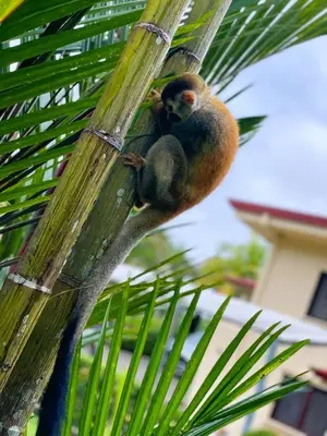 a couple of birds perched on top of a palm tree at Sueños de Amor! Hermoso y Acogedor lugar in Quepos