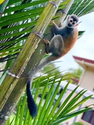a monkey is sitting on a palm tree branch at Sueños de Amor! Hermoso y Acogedor lugar in Quepos