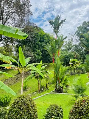 a lush green garden with palm trees and bushes at Sueños de Amor! Hermoso y Acogedor lugar in Quepos