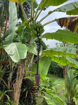 a bunch of bananas hanging from a banana tree at Sueños de Amor! Hermoso y Acogedor lugar in Quepos