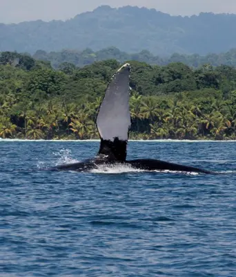 a killer whale jumping out of the water at Casita El Sonido de las Aves in Uvita