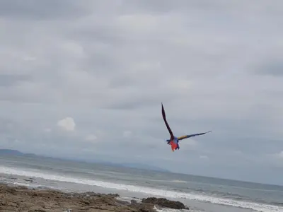 a bird flying in the sky over the ocean at Palmetto Lodge in Playa San Miguel