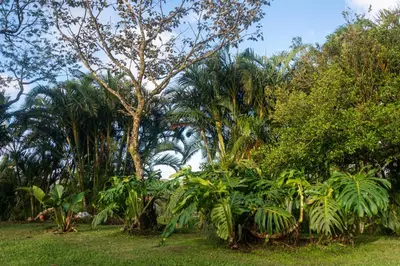a group of trees and plants in a field at Vista Lago Arenal in Piedras