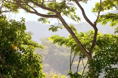 a view through the trees in the jungle at Modern 2BR Condo - minutes from Jaco Beach - PRIME location in Jacó