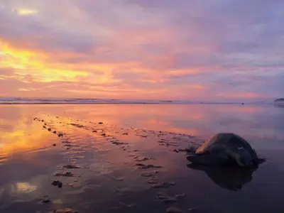 a turtle laying on the beach at sunset at Cabinas surf Arribadas in Playa Ostional