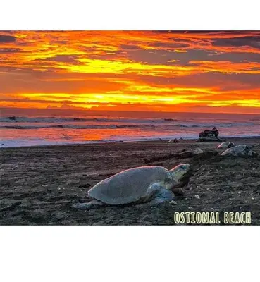 a bird laying on the beach at sunset at Cabinas surf Arribadas in Playa Ostional