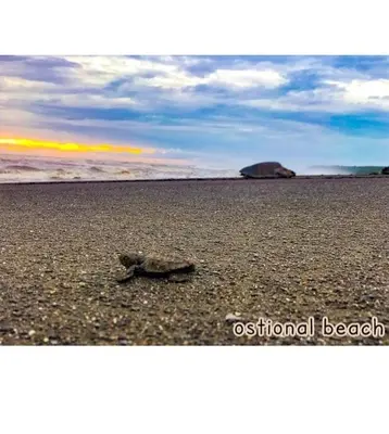 a turtle sitting on a beach with the ocean at Cabinas surf Arribadas in Playa Ostional