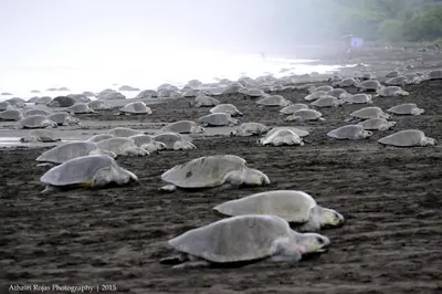 a herd of turtles laying on a beach at Cabinas surf Arribadas in Playa Ostional