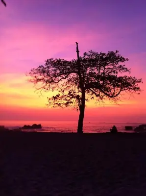 a tree on the beach with a sunset in the background at Cabinas surf Arribadas in Playa Ostional