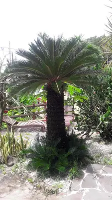 a palm tree in the middle of a garden at Hotel El Jardin in Montezuma