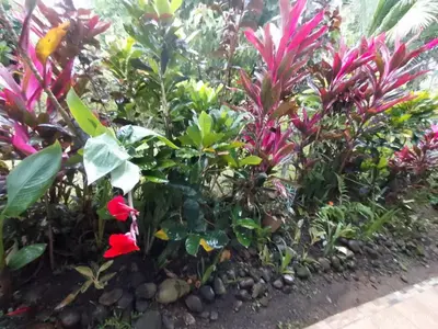a garden with pink flowers and other plants at Garden House in Fortuna