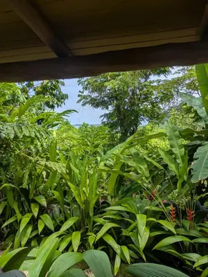 a view of a forest of green plants at La Cusinga Lodge in Uvita