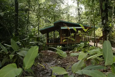 a tree house in the jungle at Macaw Lodge in Carara