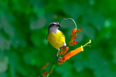 a yellow bird perched on top of a carrot at Macaw Lodge in Carara