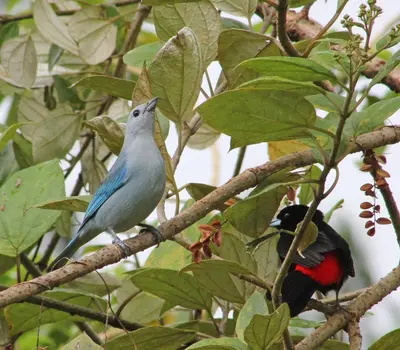 a blue bird perched on a tree branch at Cabañas La Pradera in Monteverde Costa Rica