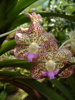 a group of pink and white flowers on a tree at Cabañas La Pradera in Monteverde Costa Rica