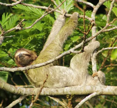 a sloth hanging from a tree at Cabañas La Pradera in Monteverde Costa Rica