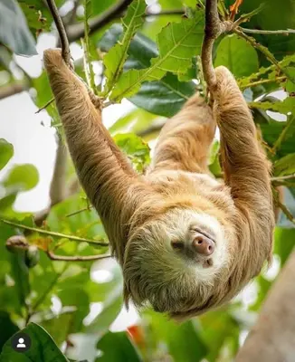 a sloth hanging from a branch of a tree at La Posada del Mar in Dominical