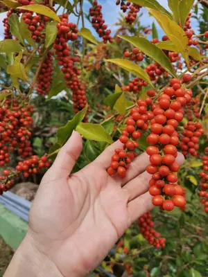 a person holding a bunch of red berries on a tree at Miravalles Volcano House in Guayabal
