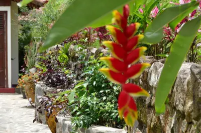 a red and yellow flower in a garden at Bungalows Sanlaz in Barrio Jesús