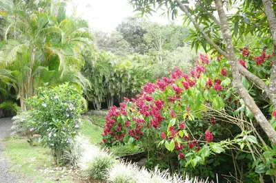a garden with pink flowers and palm trees at Bungalows Sanlaz in Barrio Jesús