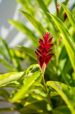 a red flower on a plant with green leaves at Hotel Por Qué No in Uvita