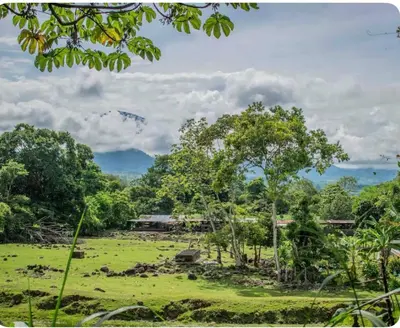 a field in the middle of a forest with trees at Modern Loft inside a beautiful farm in General Viejo