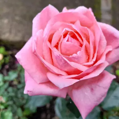a pink rose is growing in a garden at Cabinas las Manzanas Bed y Breakfast in El Copey