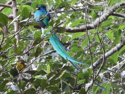 a blue bird perched on a tree branch at Cabinas las Manzanas Bed y Breakfast in El Copey