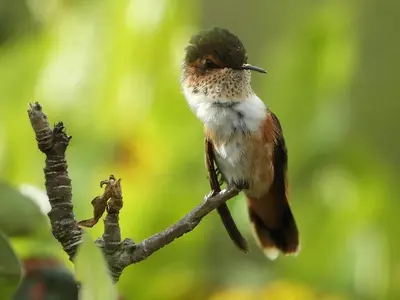 a small bird sitting on a tree branch at Cabinas las Manzanas Bed y Breakfast in El Copey