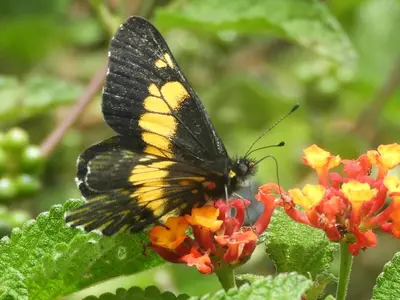 a yellow and black butterfly sitting on a flower at Cabinas las Manzanas Bed y Breakfast in El Copey