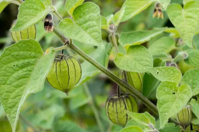 a branch of a cacao tree with green pods at Cabinas las Manzanas Bed y Breakfast in El Copey