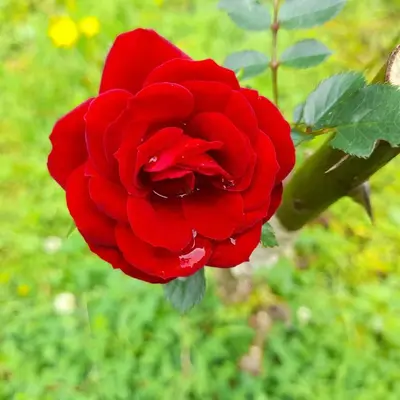 a red rose is growing in a garden at Cabinas las Manzanas Bed y Breakfast in El Copey