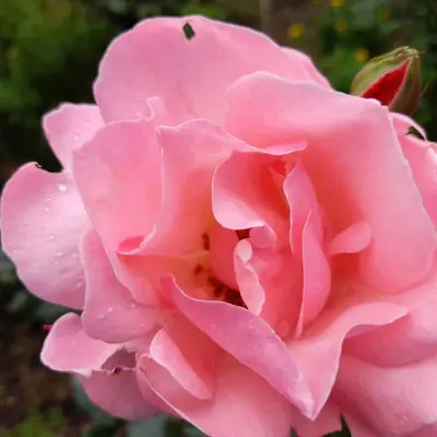 a pink rose with water droplets on it at Cabinas las Manzanas Bed y Breakfast in El Copey