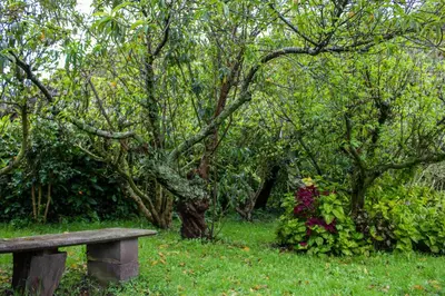 a wooden bench sitting in the grass near trees at Cabinas las Manzanas Bed y Breakfast in El Copey