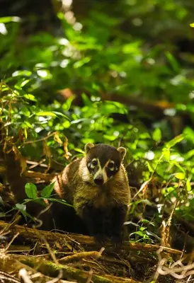 a small bear cub standing in the woods at Los Pinos Cabins & Reserve in Monteverde Costa Rica