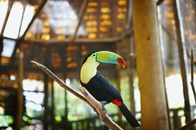 a colorful toucan sitting on a branch at Nice private apartment studio to discover CR in Alajuela City