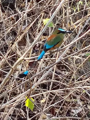 two birds are standing on the grass at La Casa del Conde in Playa Naranjo