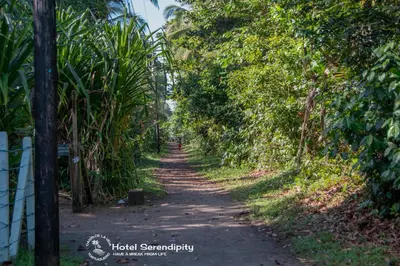 a path in the middle of a forest of trees at Hotel Serendipity in Tortuguero