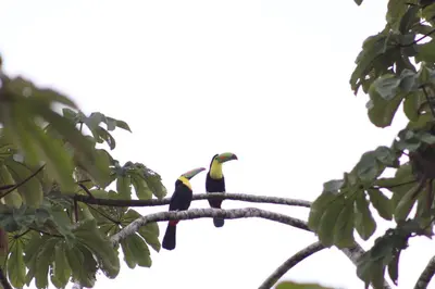 a couple of birds sitting on a tree branch at Hotel Serendipity in Tortuguero