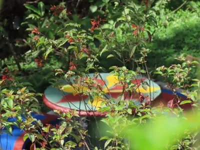 a pile of surfboards sitting in the bushes at Centro Ecológico Montaña Verde in Rivas