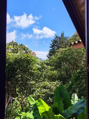 a view of a forest of trees from a window at Casa Tucan Glamping in Turrialba