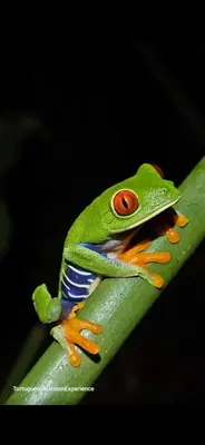 a green frog sitting on a green leaf at Casa Artavia in Tortuguero