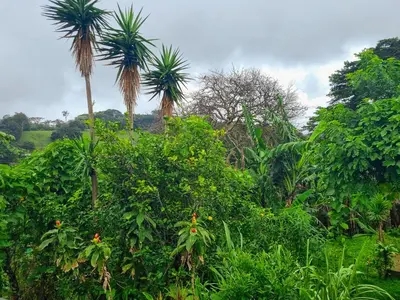 a group of palm trees in a forest at CASA ISAMAR in Monteverde Costa Rica
