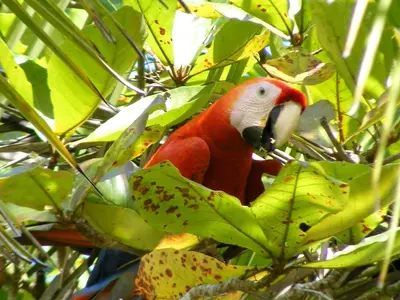 a red parrot sitting on top of a tree at Hotel Tabasco in Playa Flamingo