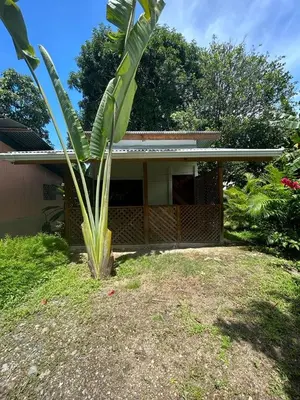 a palm tree in front of a house at Ballena Oasis Homes( Dep Estudio con AC) in Uvita