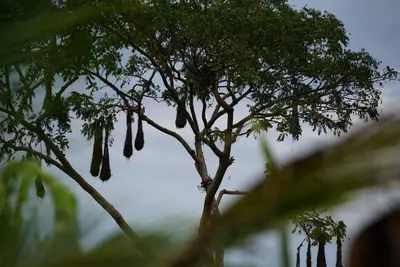Gallery image of Bewak CR in Tortuguero