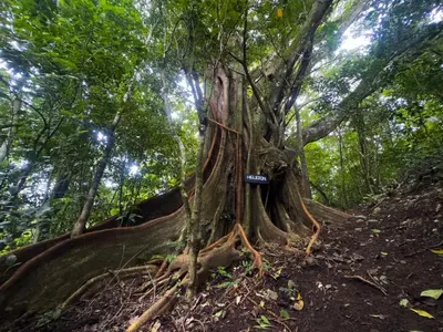 a strangler fig tree on a trail in the jungle at Eco Finca Tucan in Monteverde Costa Rica