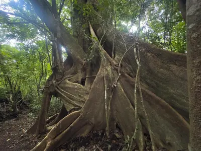 a strangler fig tree in the forest at Eco Finca Tucan in Monteverde Costa Rica